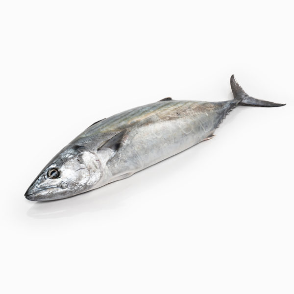 Bonito (2 kg)